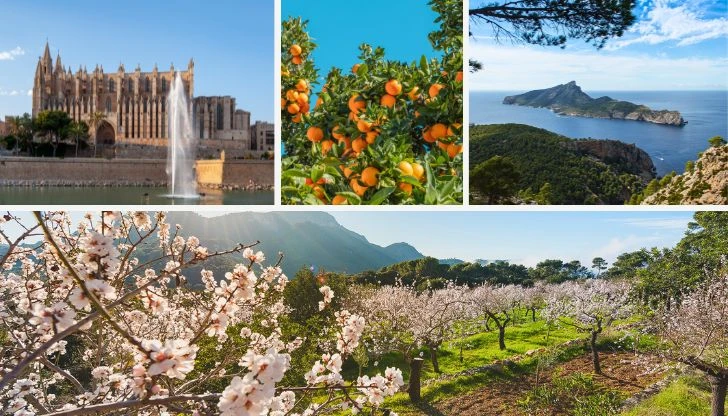 Mallorca zur Mandelblüte