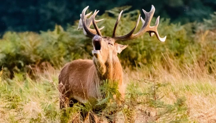 Wildnis Deutschland im Oktober