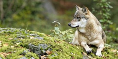 Wildnis Deutschland