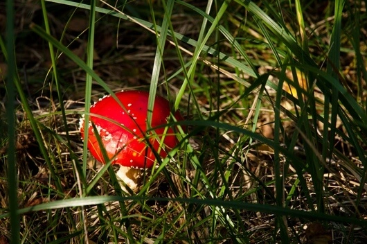 Wandern zwischen Wölfen und Waldpilzen