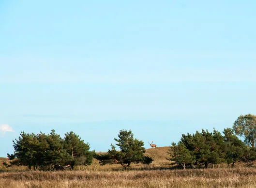 Zu Fuß durch Deutschlands letzte Wildnis: Freie Restplätze im September!