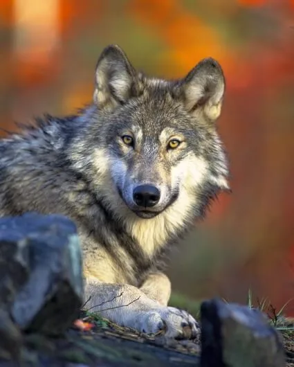 Zu Fuß durch Deutschlands letzte Wildnis: Freie Restplätze im September!