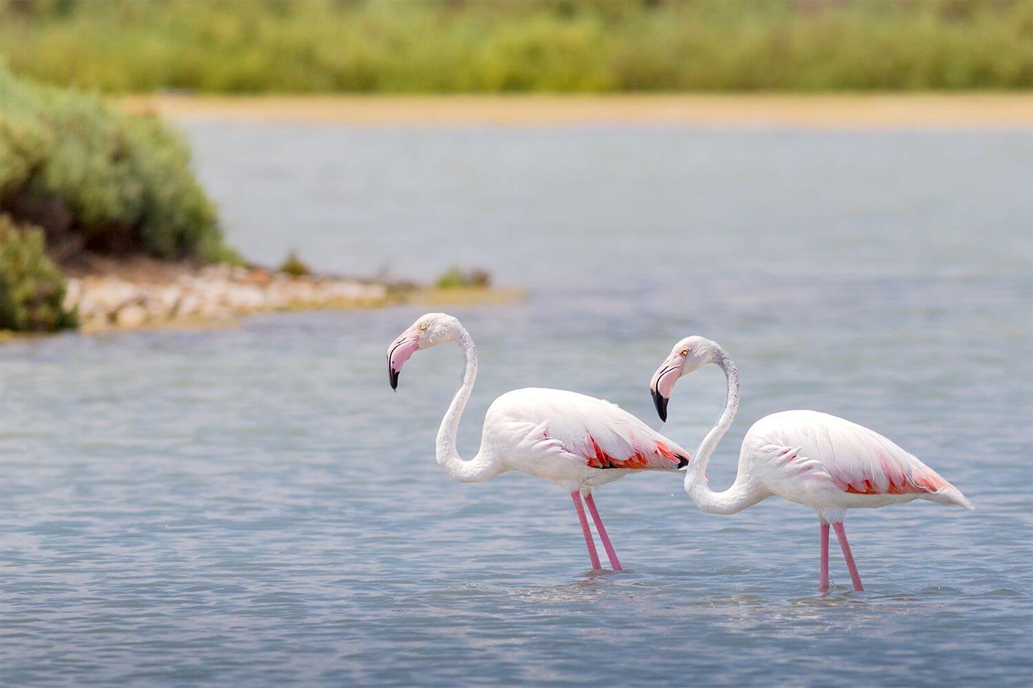Provence und Camargue per E-Bike