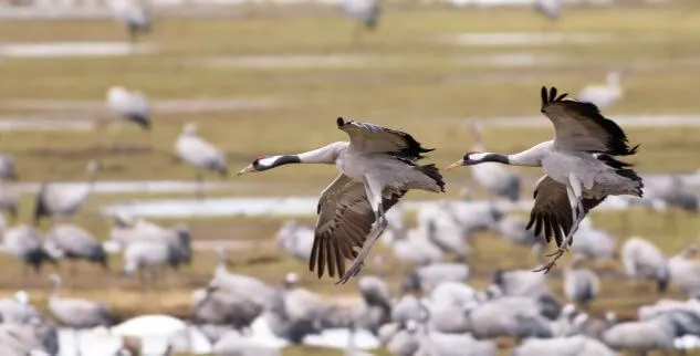 Wilde Gänse auf der geführten Wildnis Wanderreise in Deutschland