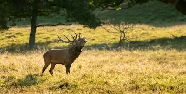 Hirsche auf der geführten Wildnis Wanderreise in Deutschland