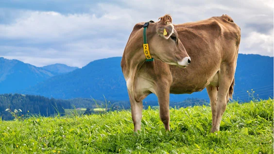 Per E-Bike ins Allgäu | Die Landpartie