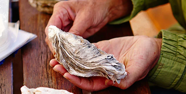 Muscheln
