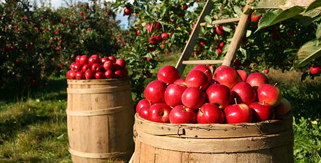 Obstgarten in Südtirol