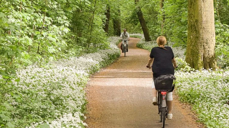 Radfahren inmitten von blühenden Bärlauchfeldern im Herzen des Auwald; Foto: Michael Mischke
