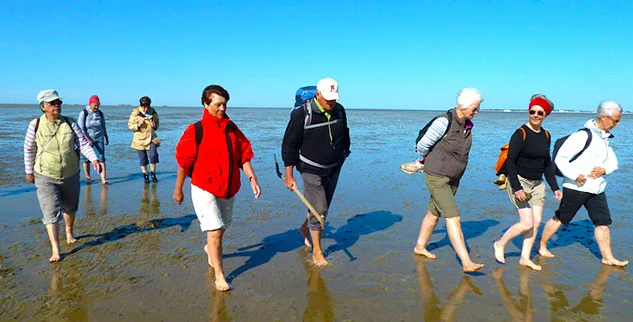 geführte Wattwanderung in Nordfriesland