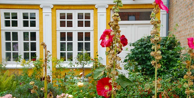 Blume vor einem Haus