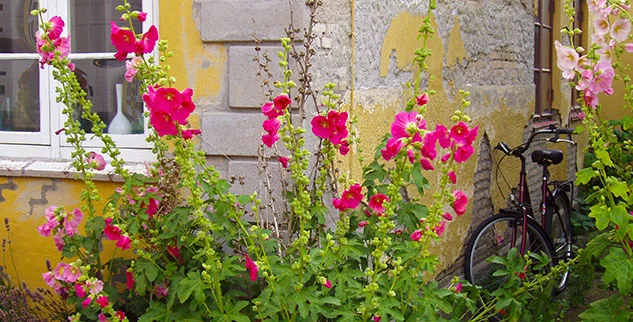 Blumen