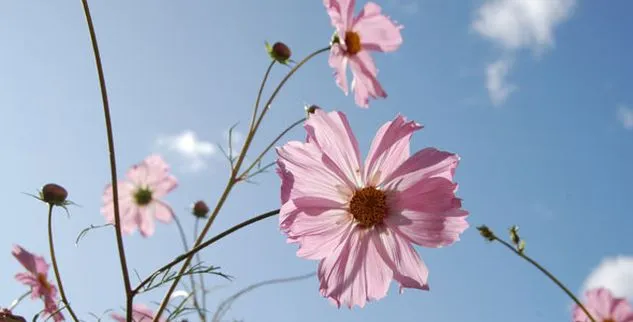 Wildblumen in Südtirol