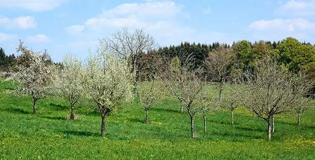 Frühling Streuobstwiese