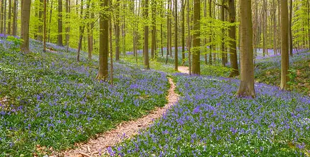 Frühlings-Wanderung im Wald