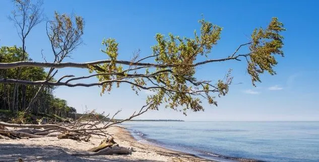 Die Ostseeküste auf unserer Wanderreise Deutschland, Darß.