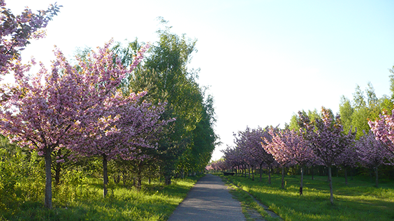 Schnuppertag auf einer Radreise mit der Landpartie in Potsdam zur Kirschblüte