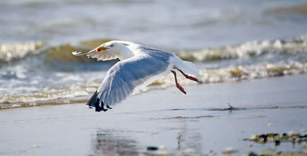 Möwe