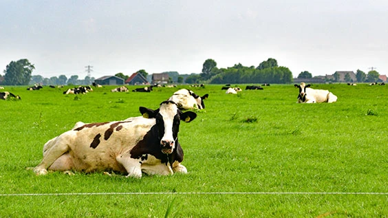 Mit dem Rad entlang an einer Kuhweide in Friesland