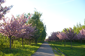 Teaserbild für individuelle Radreisen: Der Norden Deutschlands