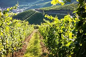 Die Landpartie: Winzergenossenschaft Mayschoß-Altenahr